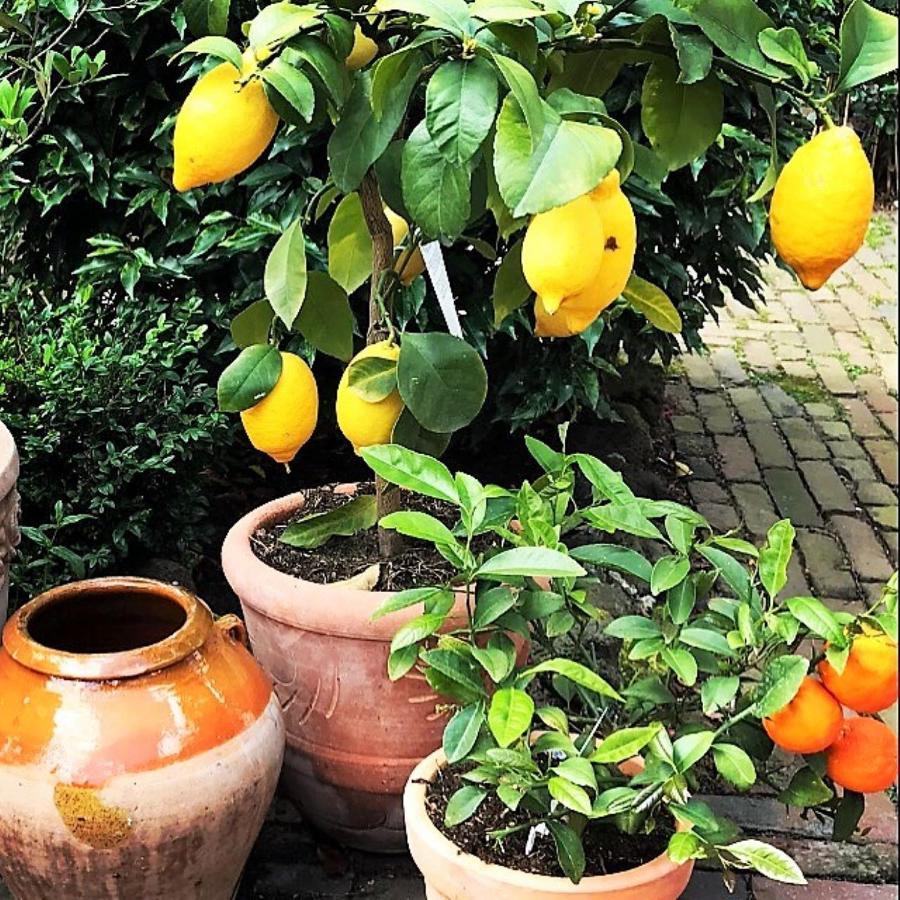 لاهاي B&B Ereprijs المظهر الخارجي الصورة